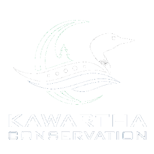 Stoney Creek - Kawartha Conservation